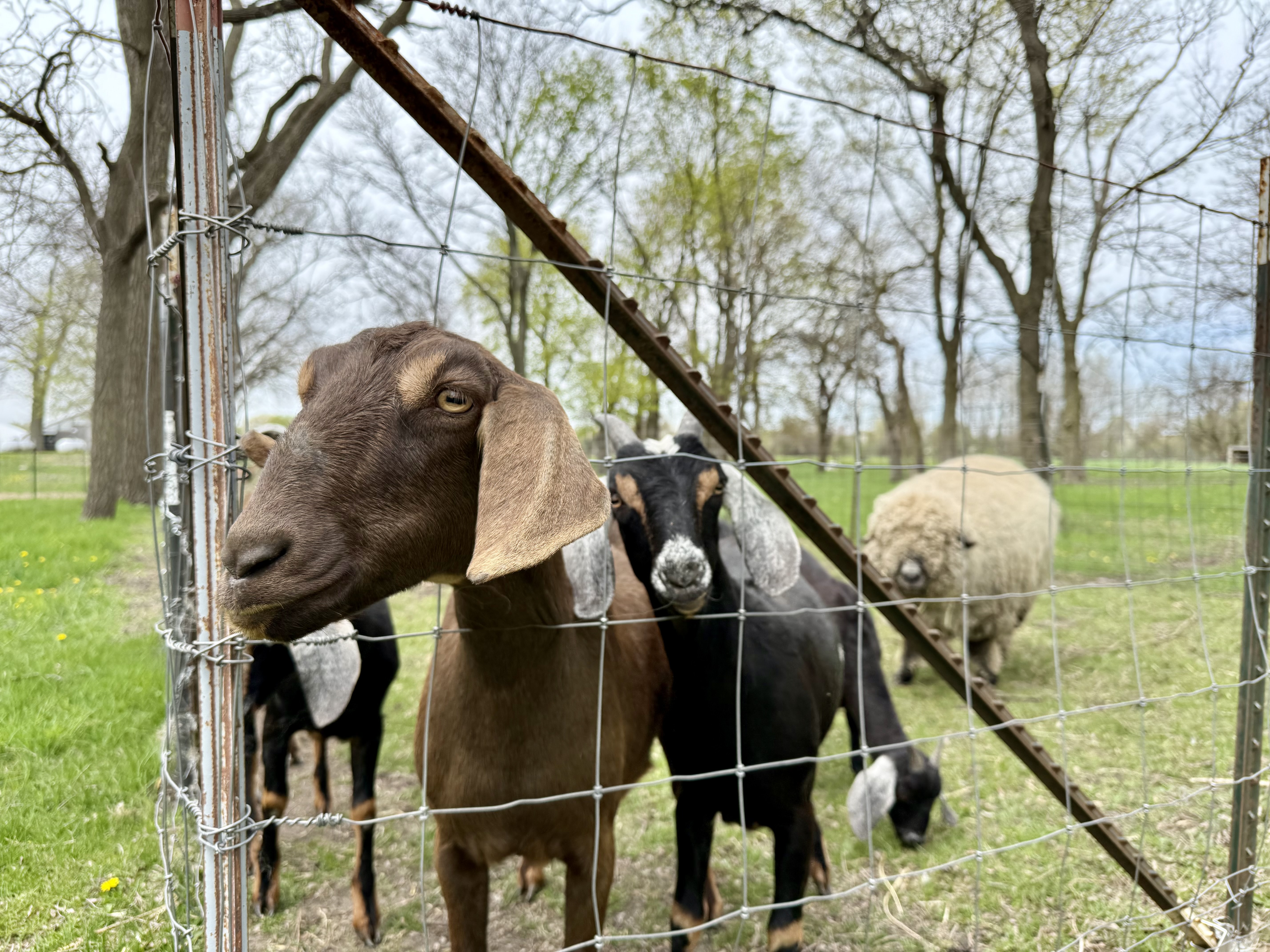 Liberty Prairie Fall Farm Festival